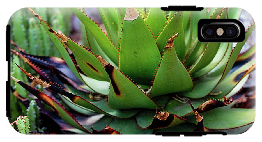 Cacti VI - Phone Case