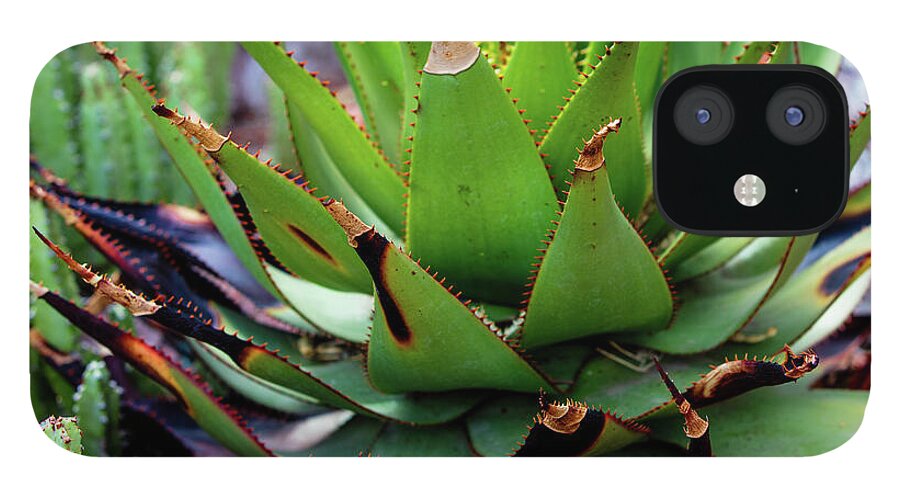 Cacti VI - Phone Case