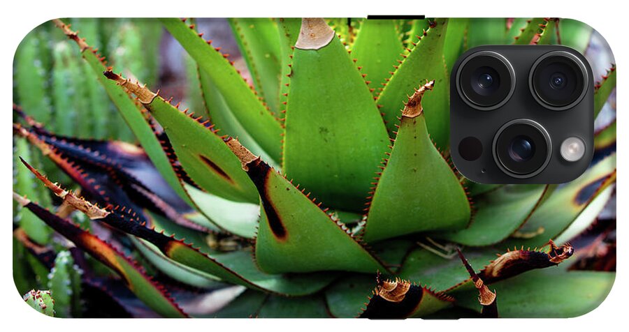 Cacti VI - Phone Case