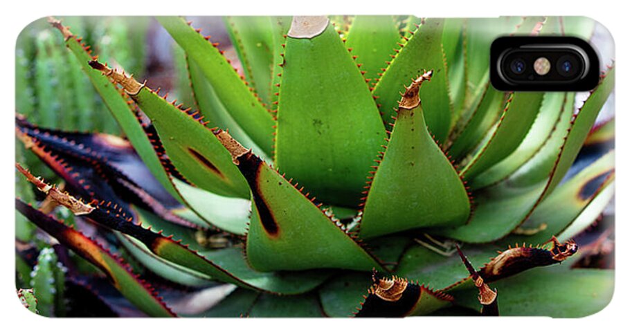 Cacti VI - Phone Case