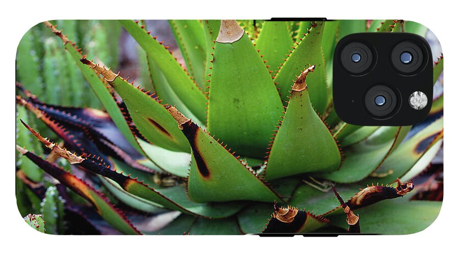 Cacti VI - Phone Case