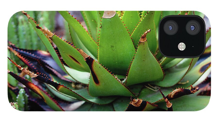 Cacti VI - Phone Case