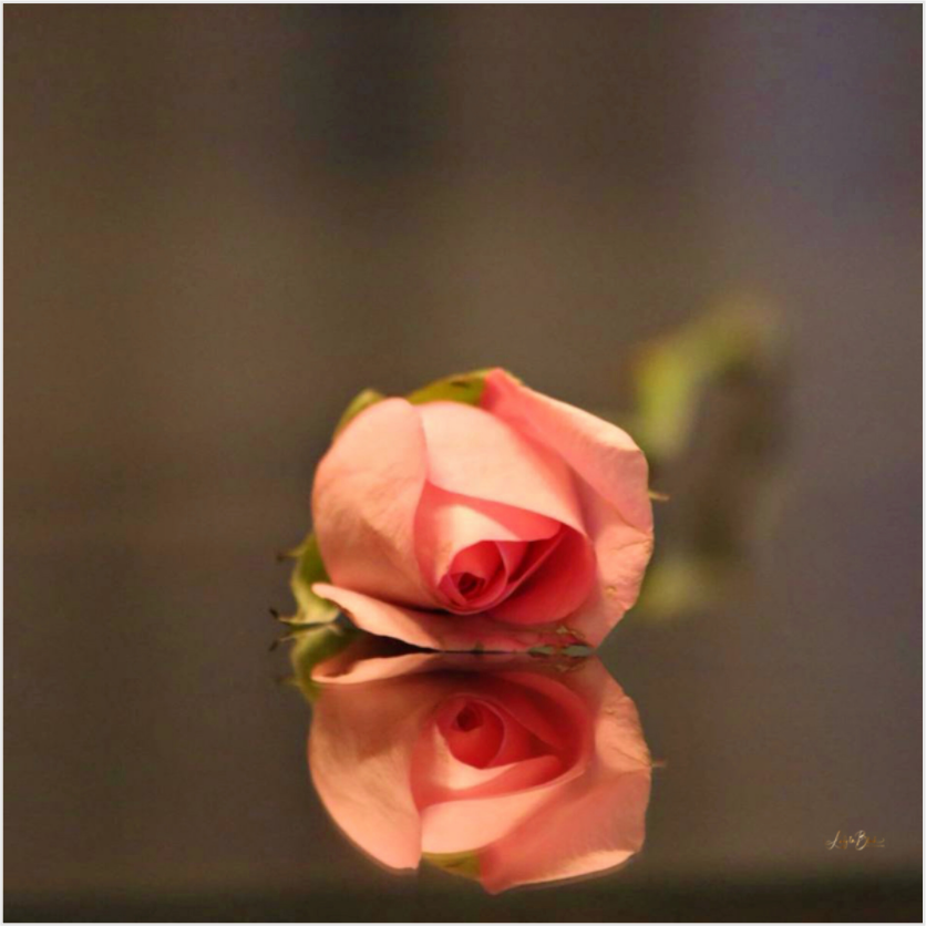 Main image Pink Rose