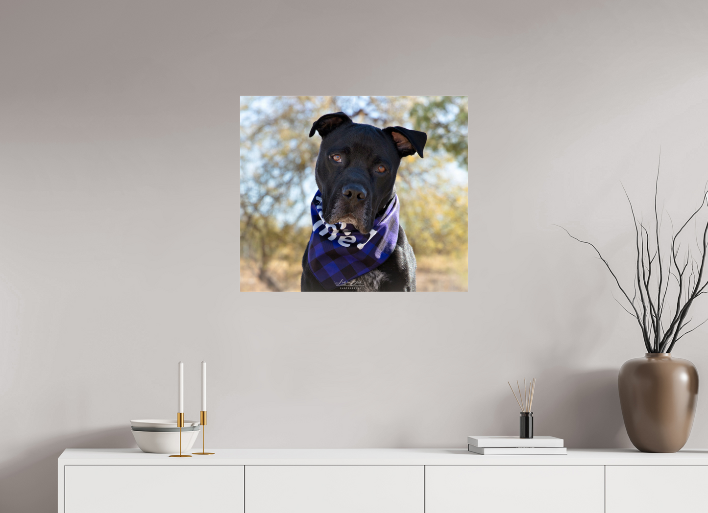 27.9 x 24″, Photo Print Under Acrylic Glass Please Visit Animal Shelters