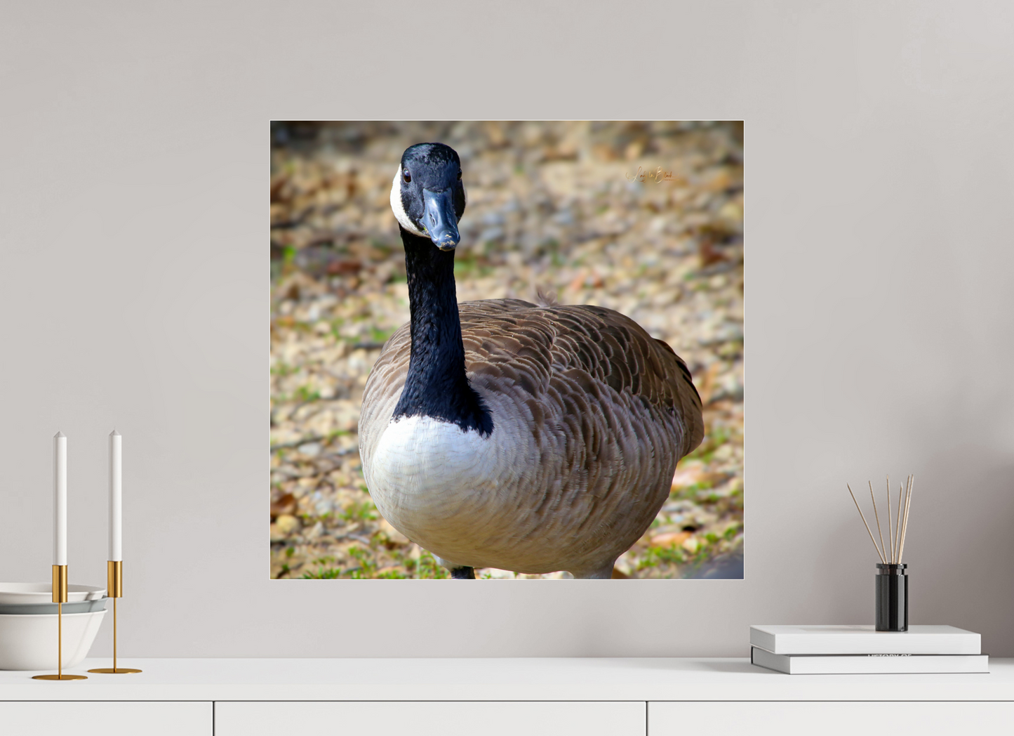 20.7 x 20″, Photo Print Under Acrylic Glass Lake Rim Goose