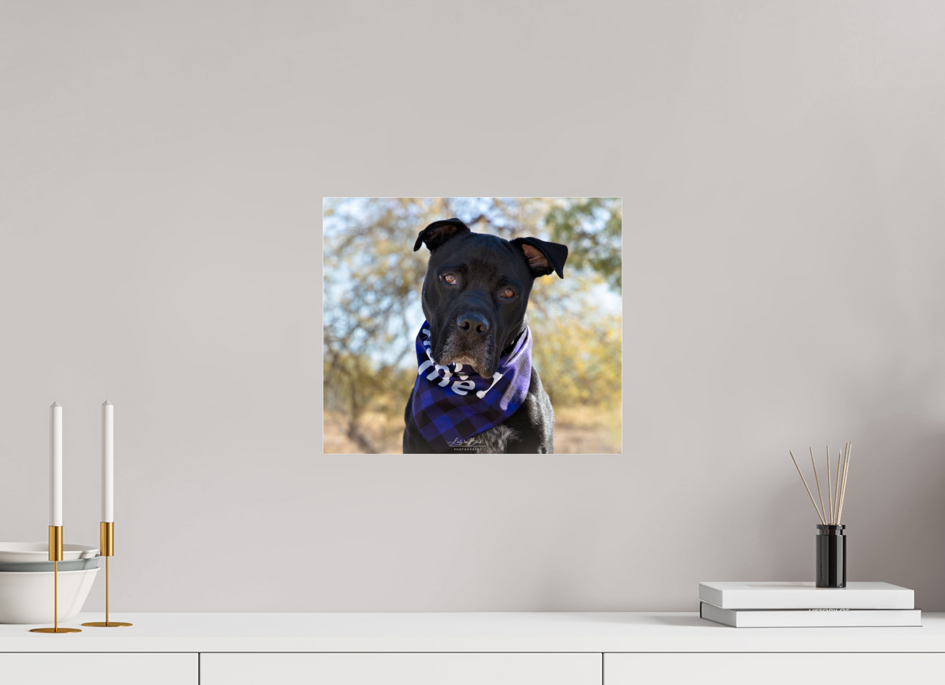 14 x 12″, Photo Print Under Acrylic Glass Please Visit Animal Shelters