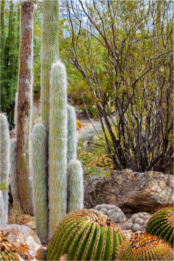 Main image Cacti III