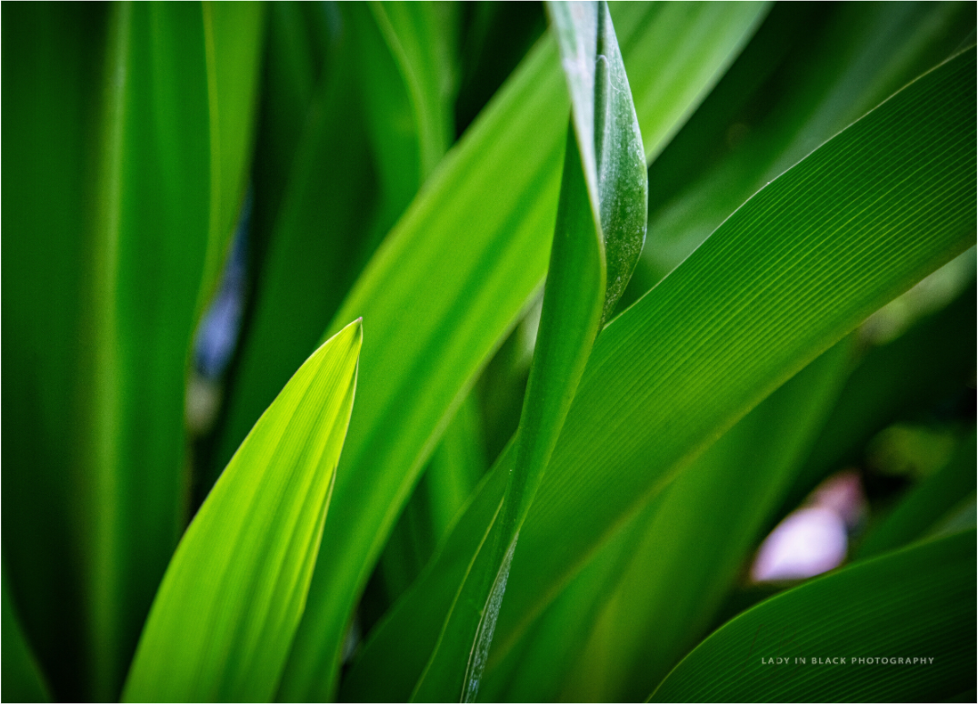 Main image Blades of Peace