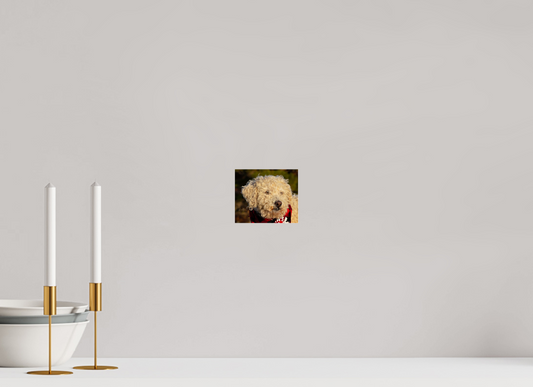 4.7 x 4″, Photo Print Under Acrylic Glass Fufu