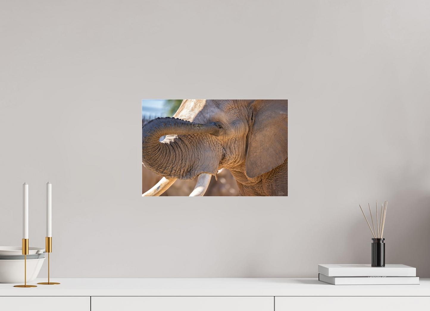 15 x 10″, Photo Print Under Acrylic Glass Bashful Ellie The Elephant