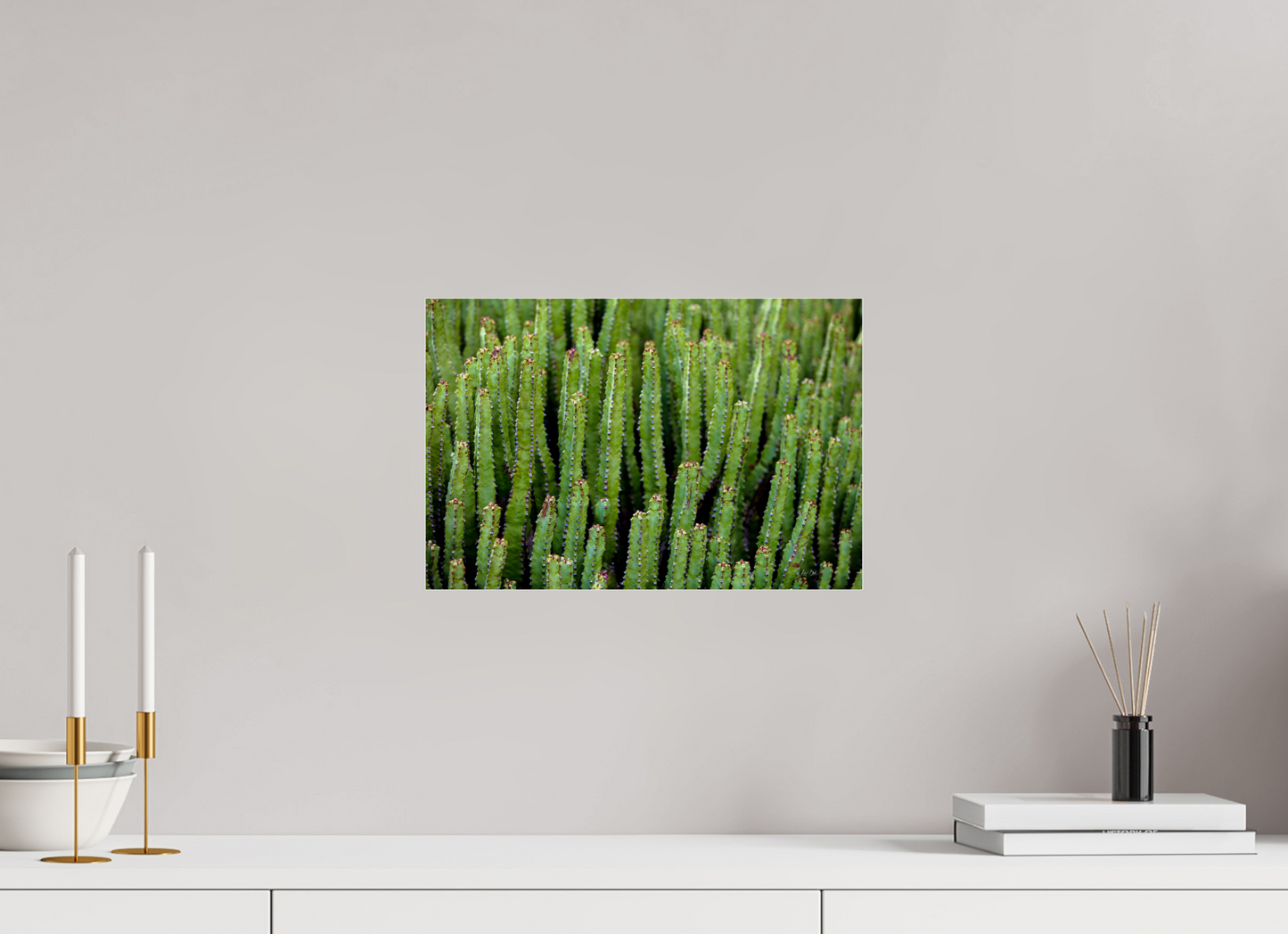 15 x 10″, Photo Print Under Acrylic Glass Cacti V