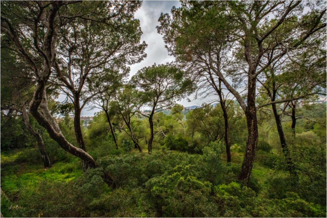 Main image Hillside View from Spain Castle Gardens II