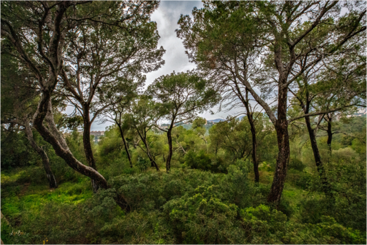 Main image Hillside View from Spain Castle Gardens II