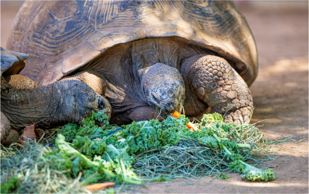 Main image Eat Your Vegetables