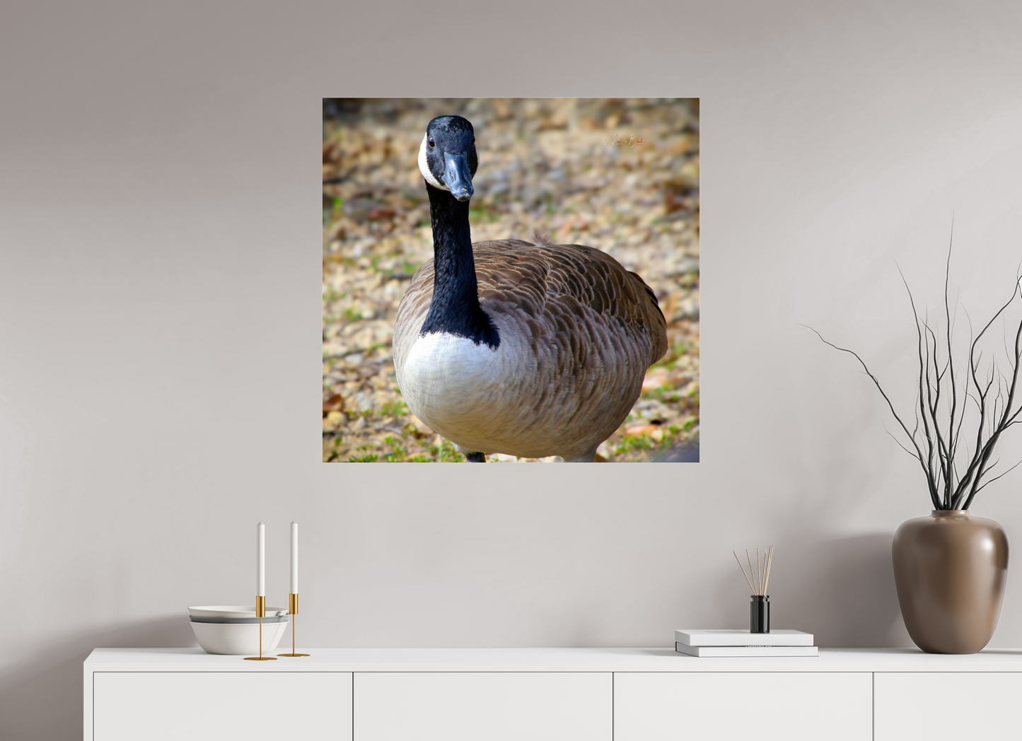 32 x 31″, Photo Print Under Acrylic Glass Lake Rim Goose