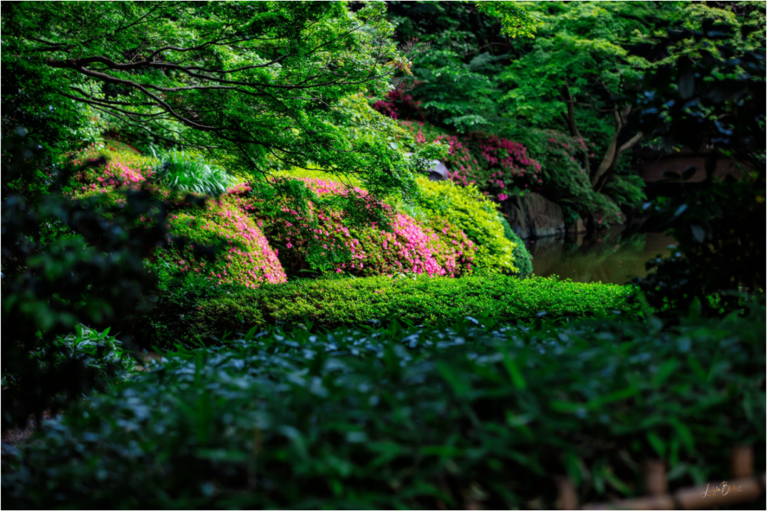 Main image Gardens of Tokyo II