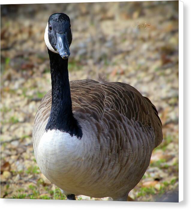 Lake Rim Goose - Canvas Print