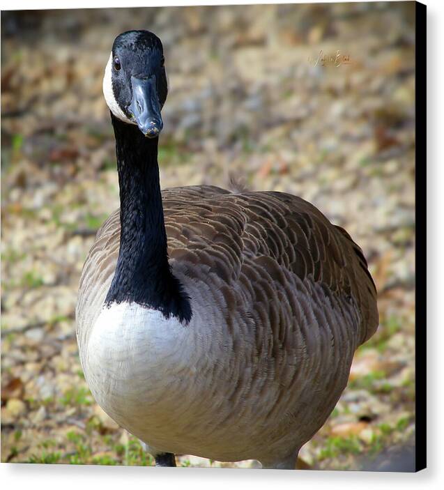 Lake Rim Goose - Canvas Print