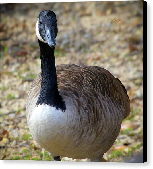 Lake Rim Goose - Canvas Print