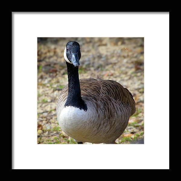 Lake Rim Goose - Framed Print