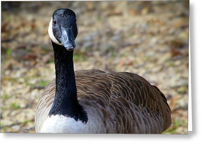 Lake Rim Goose - Greeting Card