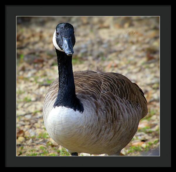 Lake Rim Goose - Framed Print