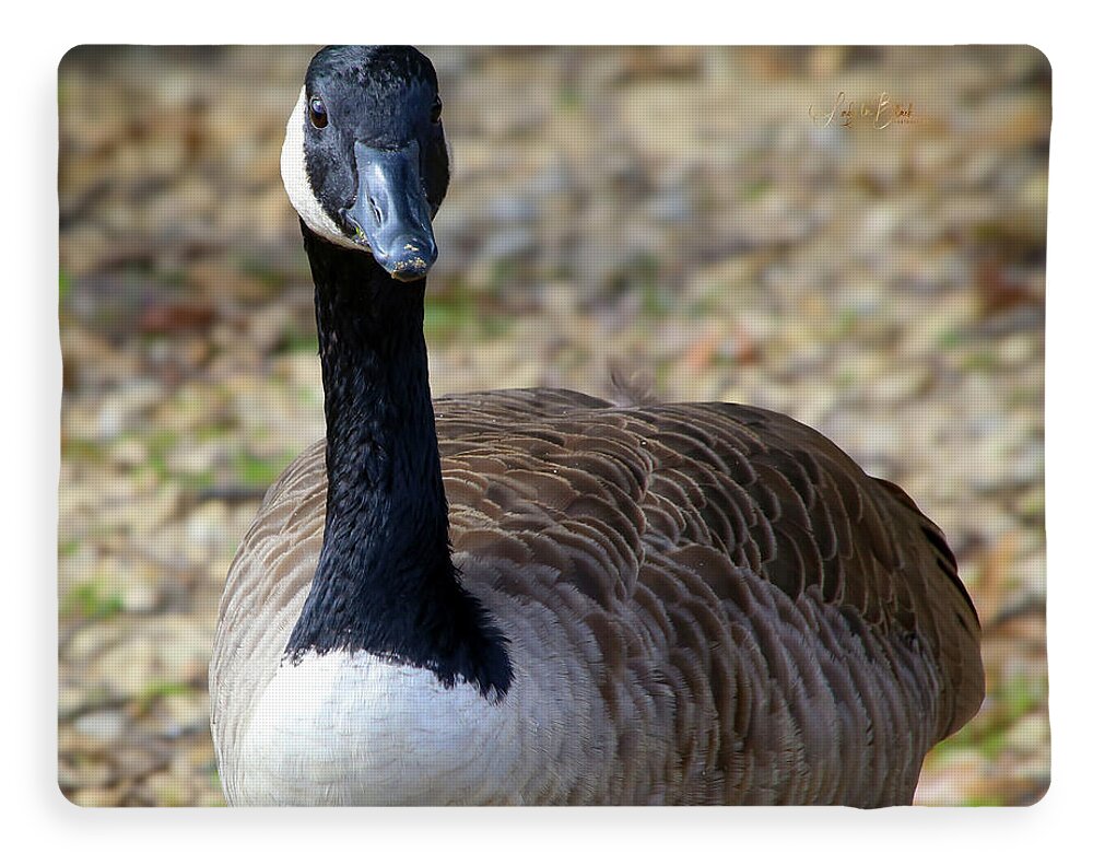 Lake Rim Goose - Blanket