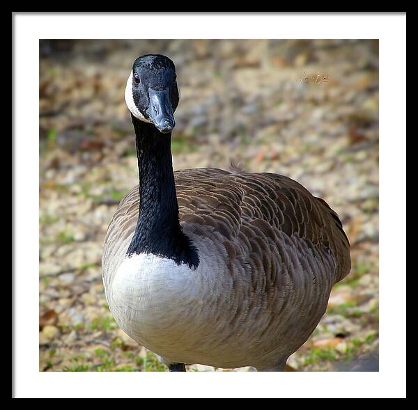 Lake Rim Goose - Framed Print
