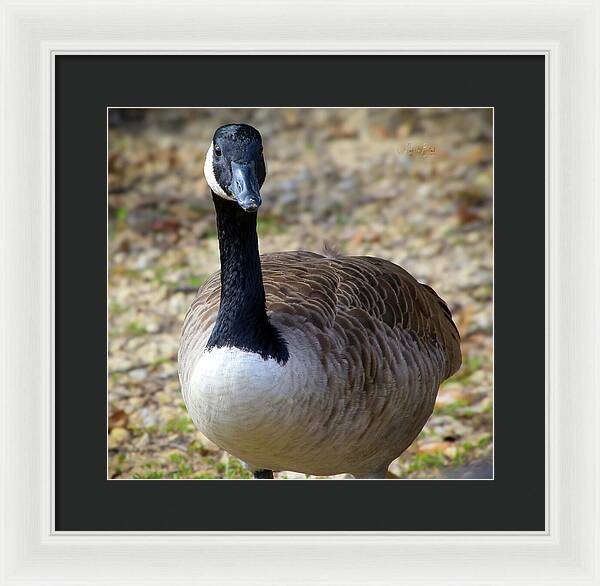 Lake Rim Goose - Framed Print