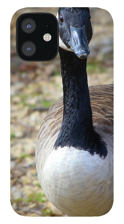 Lake Rim Goose - Phone Case
