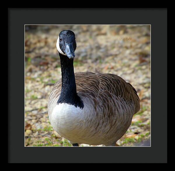 Lake Rim Goose - Framed Print