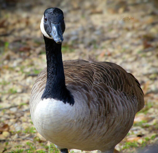 Lake Rim Goose - Art Print