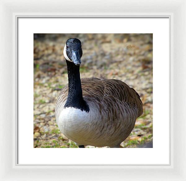 Lake Rim Goose - Framed Print