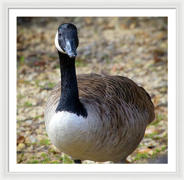 Lake Rim Goose - Framed Print