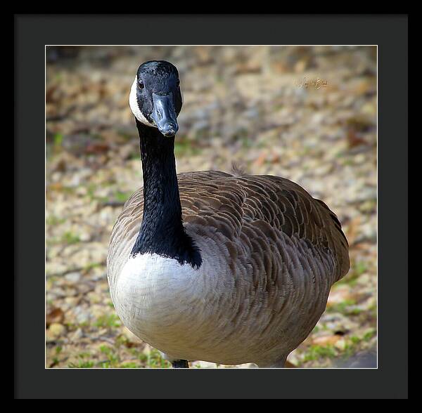 Lake Rim Goose - Framed Print