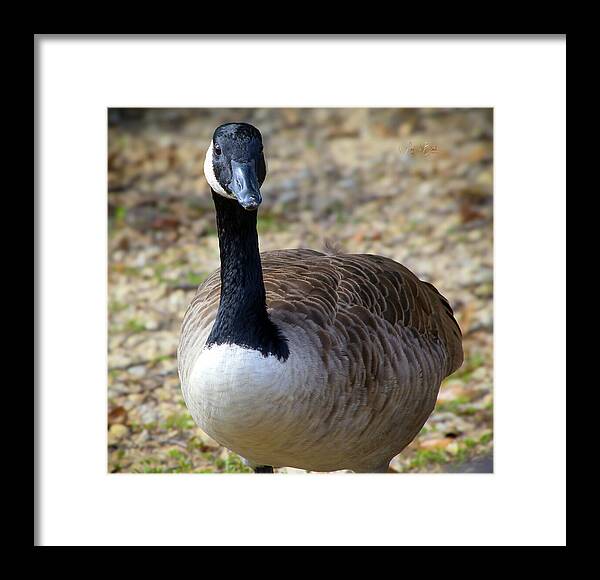 Lake Rim Goose - Framed Print