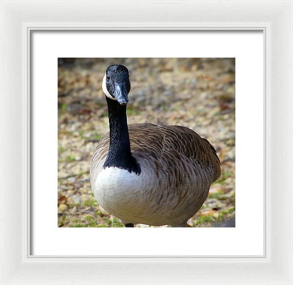 Lake Rim Goose - Framed Print