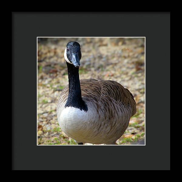 Lake Rim Goose - Framed Print