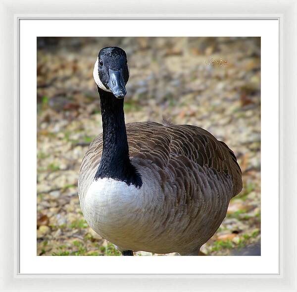 Lake Rim Goose - Framed Print