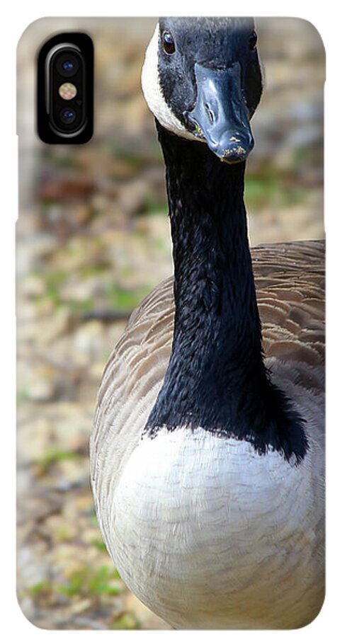 Lake Rim Goose - Phone Case
