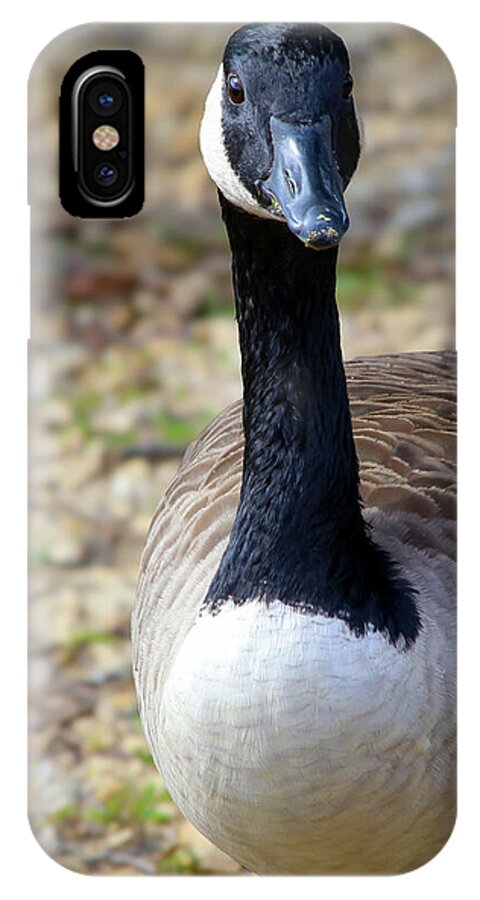 Lake Rim Goose - Phone Case