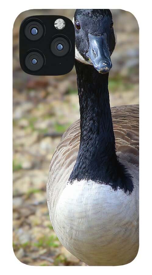 Lake Rim Goose - Phone Case