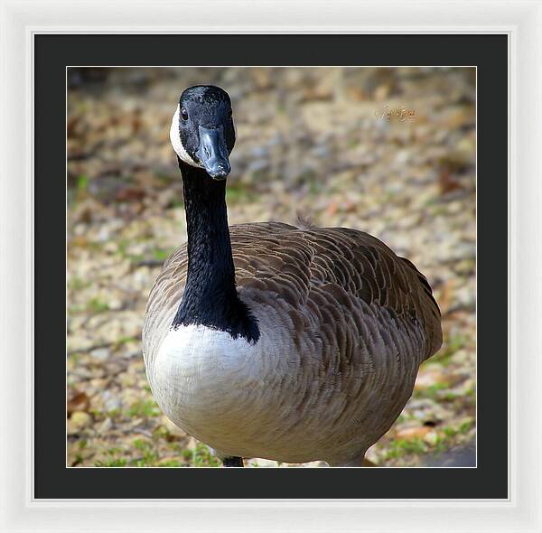 Lake Rim Goose - Framed Print