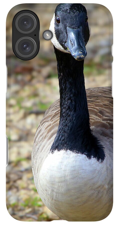 Lake Rim Goose - Phone Case