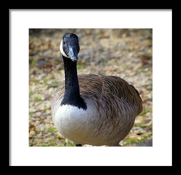 Lake Rim Goose - Framed Print