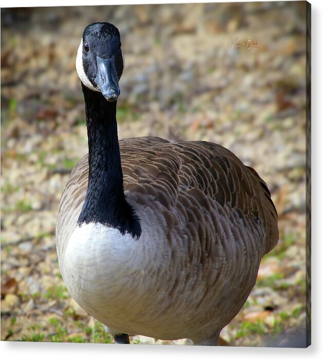 Lake Rim Goose - Acrylic Print