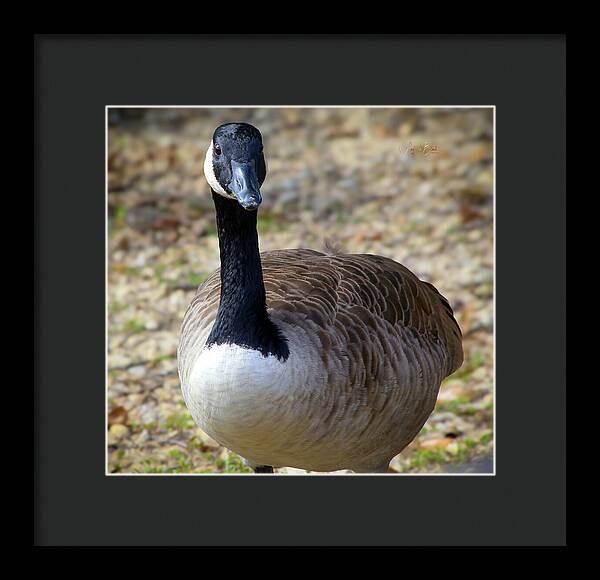 Lake Rim Goose - Framed Print