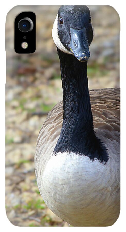 Lake Rim Goose - Phone Case