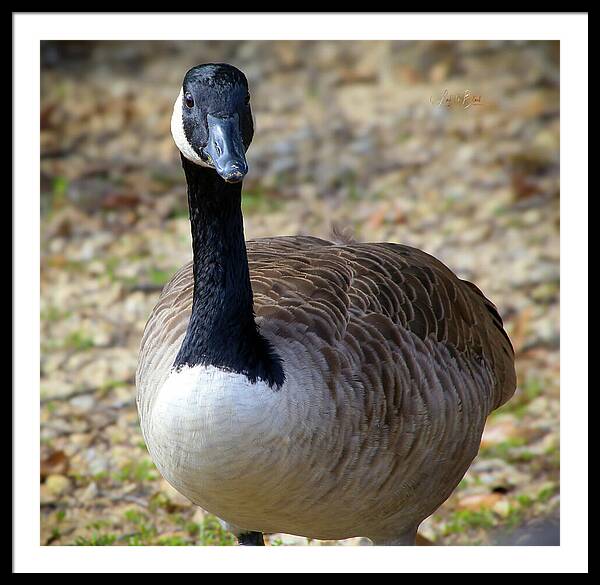 Lake Rim Goose - Framed Print
