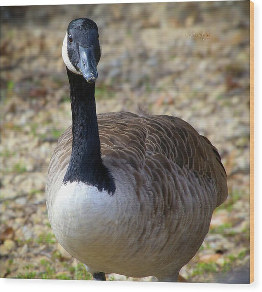 Lake Rim Goose - Wood Print